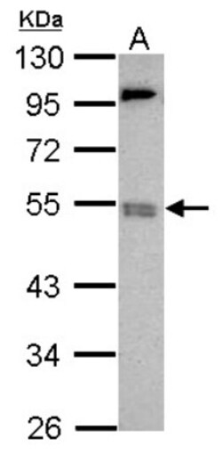 BRD9 Antibody, Novus Biologicals 0.1mL; Unlabeled:Anticuerpos