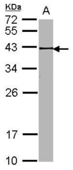 BRE Antibody, Novus Biologicals 100 &mu;L | Buy Online | Novus Biologicals | Fisher Scientific