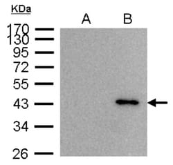 BRE Antibody, Novus Biologicals 100 &mu;L | Buy Online | Novus Biologicals | Fisher Scientific