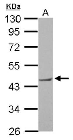 BRE Antibody, Novus Biologicals 100 &mu;L | Buy Online | Novus Biologicals | Fisher Scientific