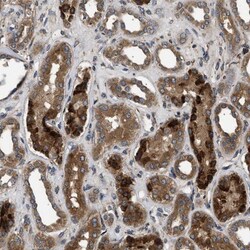 BRE Antibody, Novus Biologicals 0.1mL; Unlabeled:Antibodies, Polyclonal