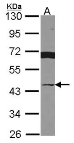 Breast cancer suppressor candidate 1 Antibody, Novus Biologicals 0.1 mL | Buy Online | Novus Biologicals | Fisher Scientific