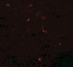 Breast carcinoma amplified sequence 3 Antibody - BSA Free, Novus Biologicals