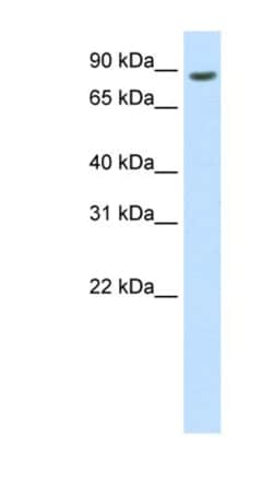BRF1 Antibody, Novus Biologicals:Antibodies:Primary Antibodies