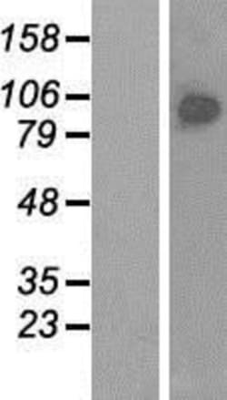 Novus Biologicals™ BRF1 Overexpression Lysate