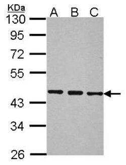 BRF2 Antibody, Novus Biologicals 0.1mL; Unlabeled:Antibodies, Polyclonal