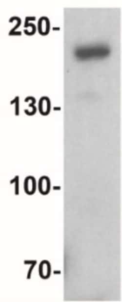 Brg1 Antibody - BSA Free, Novus Biologicals:Antibodies:Primary Antibodies