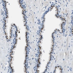 BRICD5 Antibody, Novus Biologicals:Antibodies:Primary Antibodies