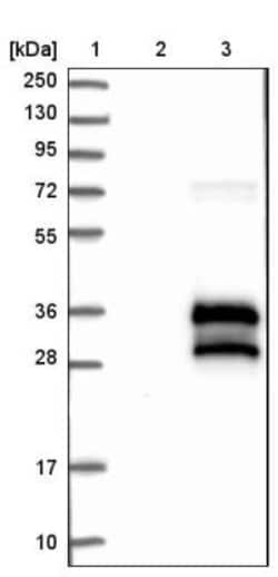 BRICD5 Antibody, Novus Biologicals:Antibodies:Primary Antibodies