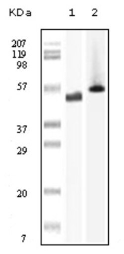 Brk Antibody (2H12B8), Novus Biologicals 0.025 mL, Unconjugated:Antibodies,