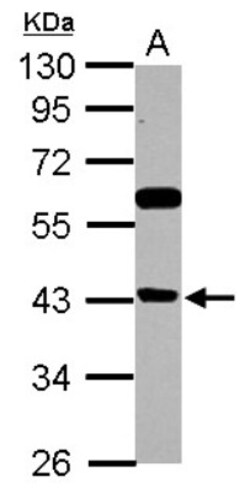 BRMS1L Antibody, Novus Biologicals 0.1mL; Unlabeled:Antibodies, Polyclonal
