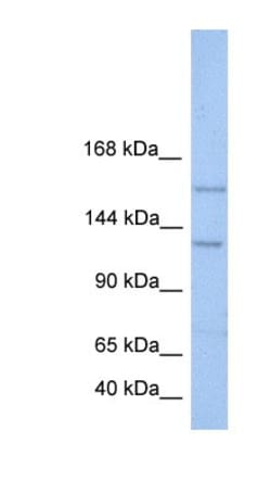 BRPF3 Antibody, Novus Biologicals:Antibodies:Primary Antibodies