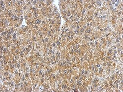 BRUNOL4 Antibody, Novus Biologicals 0.1mL; Unlabeled:Antibodies, Polyclonal