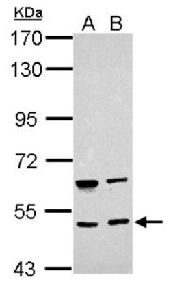 BRUNOL4 Antibody, Novus Biologicals 0.1mL; Unlabeled:Antibodies, Polyclonal