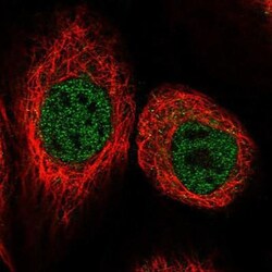 BRUNOL4 Antibody, Novus Biologicals:Antibodies:Primary Antibodies