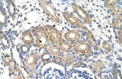 BSDC1 Antibody, Novus Biologicals 100&mu;L; Unlabeled:Antibodies, Polyclonal