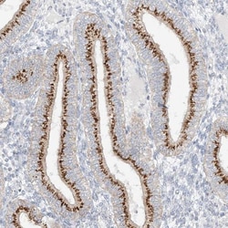 BSDC1 Antibody, Novus Biologicals 25 &mu;L | Buy Online | Novus Biologicals | Fisher Scientific
