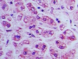 BST2 Antibody, Novus Biologicals 0.025mg; Unlabeled:Antibodies, Polyclonal