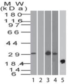 BST2 Antibody, Novus Biologicals 0.025mg; Unlabeled:Antibodies, Polyclonal