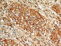 BST2 Antibody (2E2) - BSA Free, Novus Biologicals:Antibodies:Primary Antibodies