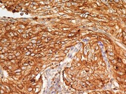BST2 Antibody (2E2) - BSA Free, Novus Biologicals:Antibodies:Primary Antibodies