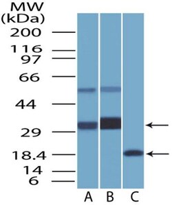 BST2 Antibody (2E2) - BSA Free, Novus Biologicals:Antibodies:Primary Antibodies