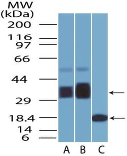 BST2 Antibody (4F6) - BSA Free, Novus Biologicals 0.025 mg | Buy Online | Novus Biologicals | Fisher Scientific