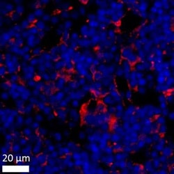 BST2 Antibody, Novus Biologicals 0.025mg; Unlabeled:Antibodies, Polyclonal