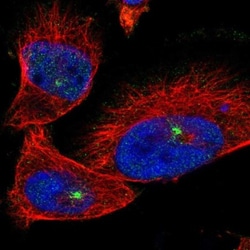 KIAA1107 Antibody, Novus Biologicals:Antibodies:Primary Antibodies
