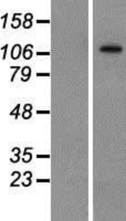 Novus Biologicals™ BTF Overexpression Lysate