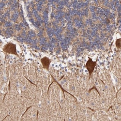 BTG2 Antibody, Novus Biologicals:Antibodies:Primary Antibodies