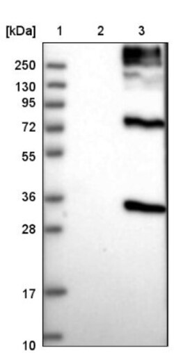 BTG3 Antibody, Novus Biologicals 25 &mu;L; Unlabeled:Antibodies, Polyclonal