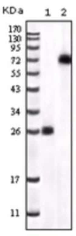 BTK Antibody (7F12H4) - BSA Free, Novus Biologicals 0.1mL; Unlabeled:Antibodies,