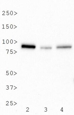 BTK Antibody (7F12H4) - BSA Free, Novus Biologicals 0.1mL; Unlabeled:Antibodies,