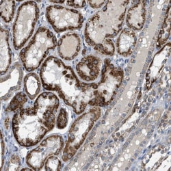 CD277/BTN3A1 Antibody, Novus Biologicals:Antibodies:Primary Antibodies