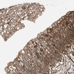 BTN3A3 Antibody, Novus Biologicals:Antibodies:Primary Antibodies