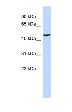 BTNL3 Antibody, Novus Biologicals 0.05mg; Unlabeled:Antibodies, Polyclonal