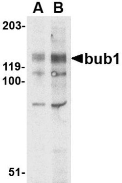 Bub1 Antibody - BSA Free, Novus Biologicals 0.1mg; Unlabeled:Antibodies,