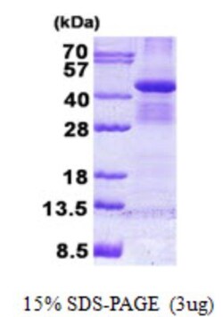 Novus Biologicals&trade;&nbsp;Recombinant Human Bub3 His Protein