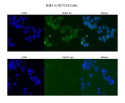 Bub3 Antibody, Novus Biologicals 100&mu;L; Unlabeled:Antibodies, Polyclonal