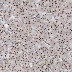 Bub3 Antibody, Novus Biologicals:Antibodies:Primary Antibodies