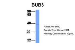 Bub3 Antibody, Novus Biologicals 100&mu;L; Unlabeled:Antibodies, Polyclonal