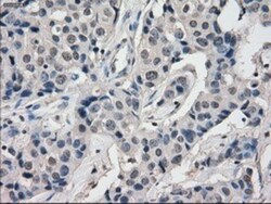 BubR1 Antibody (OTI6E5), Novus Biologicals 0.1mL; Unlabeled:Antibodies,