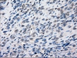 BubR1 Antibody (OTI6E5), Novus Biologicals 0.1mL; Unlabeled:Antibodies,