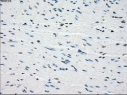 BubR1 Antibody (OTI6E5), Novus Biologicals 0.1mL; Unlabeled:Antibodies,