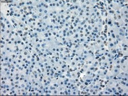 BubR1 Antibody (OTI6E5), Novus Biologicals 0.1mL; Unlabeled:Antibodies,