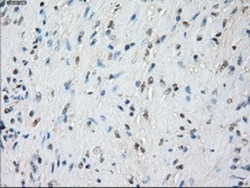 BubR1 Antibody (OTI6E5), Novus Biologicals 0.1mL; Unlabeled:Antibodies,
