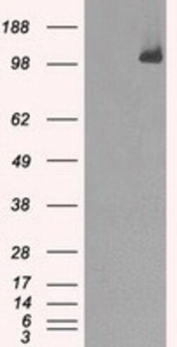 BubR1 Antibody (OTI6E5), Novus Biologicals 0.1mL; Unlabeled:Antibodies,