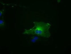 BubR1 Antibody (OTI6E5), Novus Biologicals 0.1mL; Unlabeled:Antibodies,