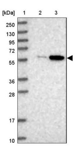 BUD13 Antibody, Novus Biologicals:Antibodies:Primary Antibodies